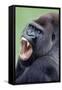 Lowland Gorilla Male with Mouth Open-null-Framed Stretched Canvas