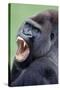 Lowland Gorilla Male with Mouth Open-null-Stretched Canvas