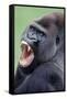 Lowland Gorilla Male with Mouth Open-null-Framed Stretched Canvas
