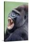 Lowland Gorilla Male with Mouth Open-null-Stretched Canvas