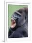 Lowland Gorilla Male with Mouth Open-null-Framed Photographic Print