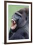 Lowland Gorilla Male with Mouth Open-null-Framed Photographic Print