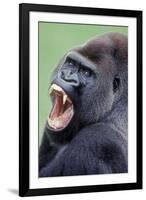 Lowland Gorilla Male with Mouth Open-null-Framed Photographic Print