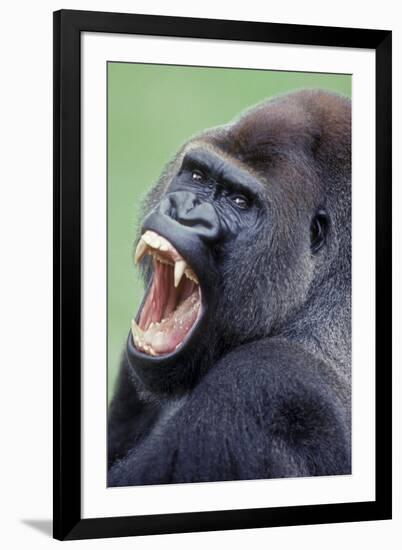 Lowland Gorilla Male with Mouth Open-null-Framed Photographic Print