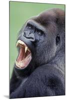 Lowland Gorilla Male with Mouth Open-null-Mounted Photographic Print