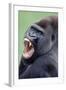 Lowland Gorilla Male with Mouth Open-null-Framed Photographic Print