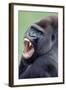 Lowland Gorilla Male with Mouth Open-null-Framed Photographic Print