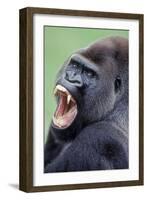 Lowland Gorilla Male with Mouth Open-null-Framed Photographic Print