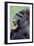 Lowland Gorilla Male with Mouth Open-null-Framed Photographic Print