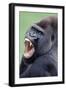 Lowland Gorilla Male with Mouth Open-null-Framed Photographic Print