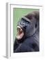 Lowland Gorilla Male with Mouth Open-null-Framed Photographic Print