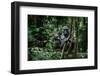 Lowland gorilla mother and young in forest, Gabon-Uri Golman-Framed Photographic Print