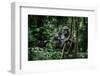 Lowland gorilla mother and young in forest, Gabon-Uri Golman-Framed Photographic Print