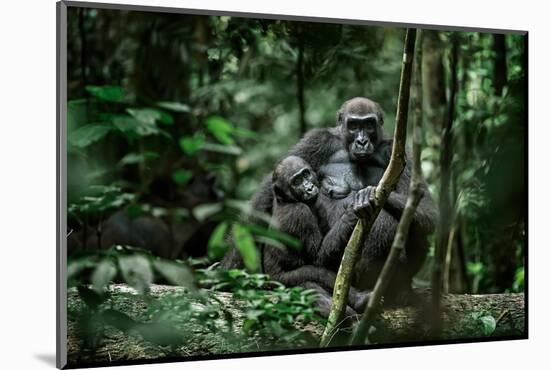 Lowland gorilla mother and young in forest, Gabon-Uri Golman-Mounted Photographic Print