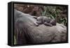 Lowland Gorilla Newborn Female on Mothers Back-null-Framed Stretched Canvas