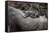 Lowland Gorilla Newborn Female on Mothers Back-null-Framed Stretched Canvas