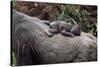Lowland Gorilla Newborn Female on Mothers Back-null-Stretched Canvas
