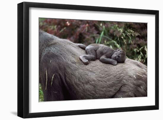 Lowland Gorilla Newborn Female on Mothers Back-null-Framed Premium Photographic Print