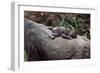 Lowland Gorilla Newborn Female on Mothers Back-null-Framed Premium Photographic Print