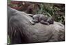 Lowland Gorilla Newborn Female on Mothers Back-null-Mounted Premium Photographic Print