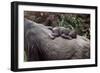 Lowland Gorilla Newborn Female on Mothers Back-null-Framed Photographic Print