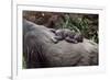 Lowland Gorilla Newborn Female on Mothers Back-null-Framed Photographic Print