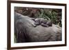 Lowland Gorilla Newborn Female on Mothers Back-null-Framed Photographic Print