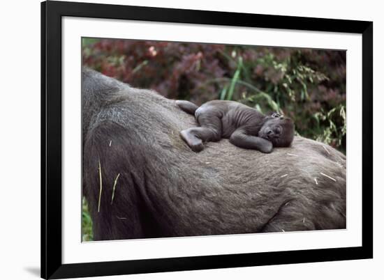 Lowland Gorilla Newborn Female on Mothers Back-null-Framed Photographic Print