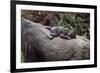 Lowland Gorilla Newborn Female on Mothers Back-null-Framed Photographic Print