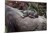 Lowland Gorilla Newborn Female on Mothers Back-null-Mounted Photographic Print