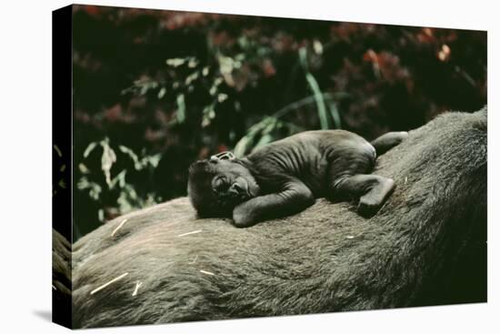 Lowland Gorilla Parent with Baby on Back-null-Stretched Canvas