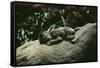 Lowland Gorilla Parent with Baby on Back-null-Framed Stretched Canvas