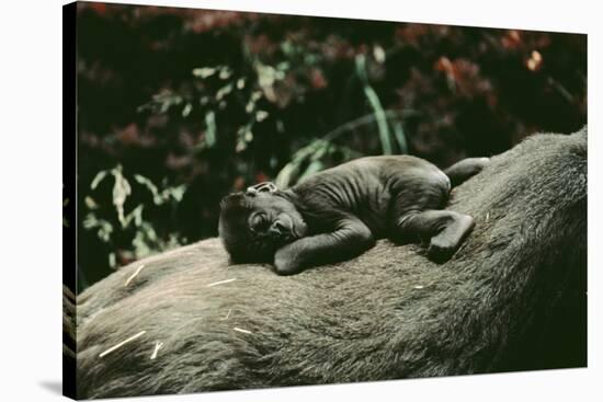 Lowland Gorilla Parent with Baby on Back-null-Stretched Canvas