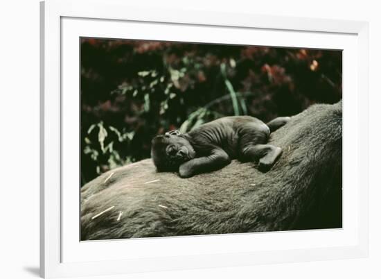 Lowland Gorilla Parent with Baby on Back-null-Framed Photographic Print