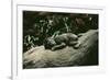 Lowland Gorilla Parent with Baby on Back-null-Framed Photographic Print