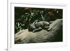 Lowland Gorilla Parent with Baby on Back-null-Framed Photographic Print