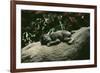 Lowland Gorilla Parent with Baby on Back-null-Framed Photographic Print