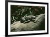 Lowland Gorilla Parent with Baby on Back-null-Framed Photographic Print