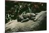 Lowland Gorilla Parent with Baby on Back-null-Mounted Photographic Print