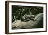 Lowland Gorilla Parent with Baby on Back-null-Framed Photographic Print