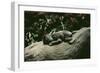 Lowland Gorilla Parent with Baby on Back-null-Framed Photographic Print