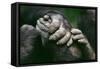 Lowland Gorilla Showing Hands-null-Framed Stretched Canvas