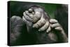 Lowland Gorilla Showing Hands-null-Stretched Canvas