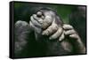 Lowland Gorilla Showing Hands-null-Framed Stretched Canvas