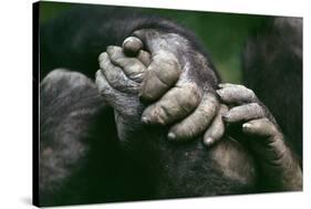 Lowland Gorilla Showing Hands-null-Stretched Canvas