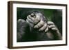 Lowland Gorilla Showing Hands-null-Framed Premium Photographic Print