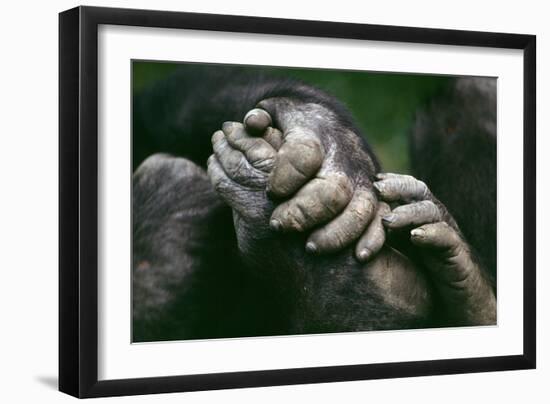Lowland Gorilla Showing Hands-null-Framed Premium Photographic Print