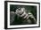 Lowland Gorilla Showing Hands-null-Framed Premium Photographic Print