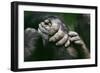 Lowland Gorilla Showing Hands-null-Framed Photographic Print