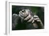 Lowland Gorilla Showing Hands-null-Framed Photographic Print